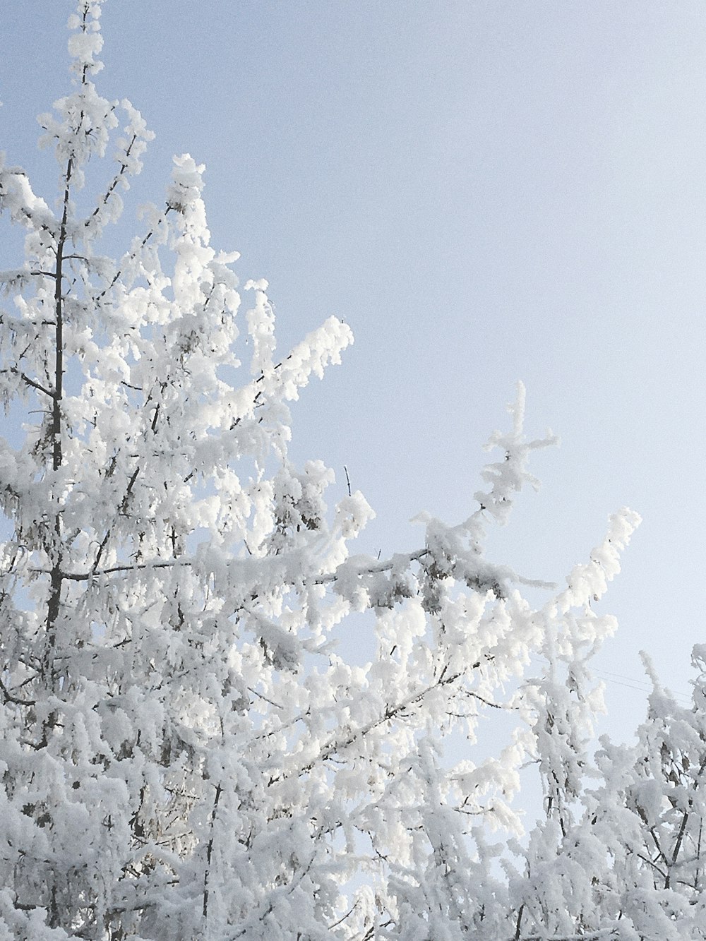 a snow covered tree with a blue sky in the background