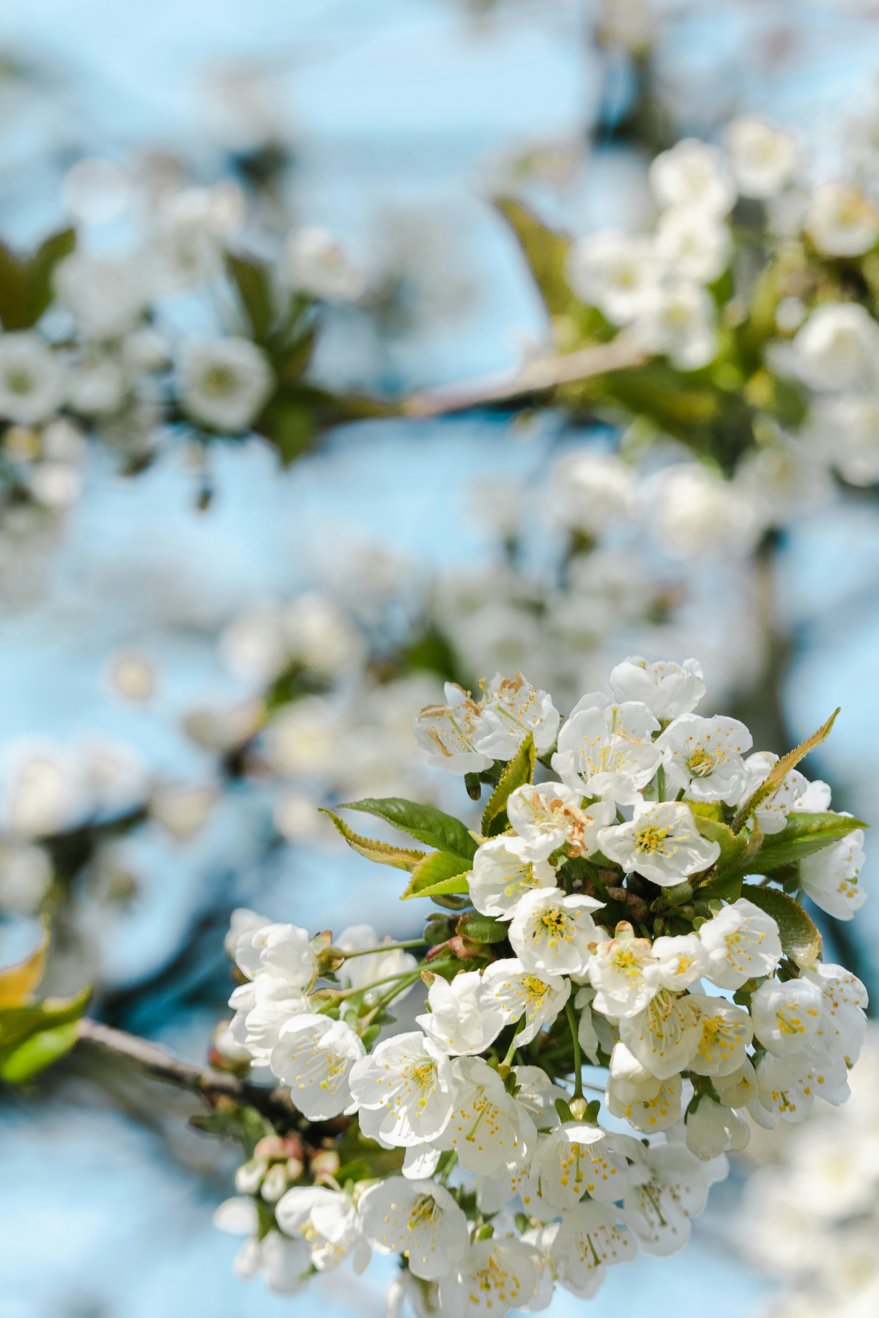 Photo by katharina_bill