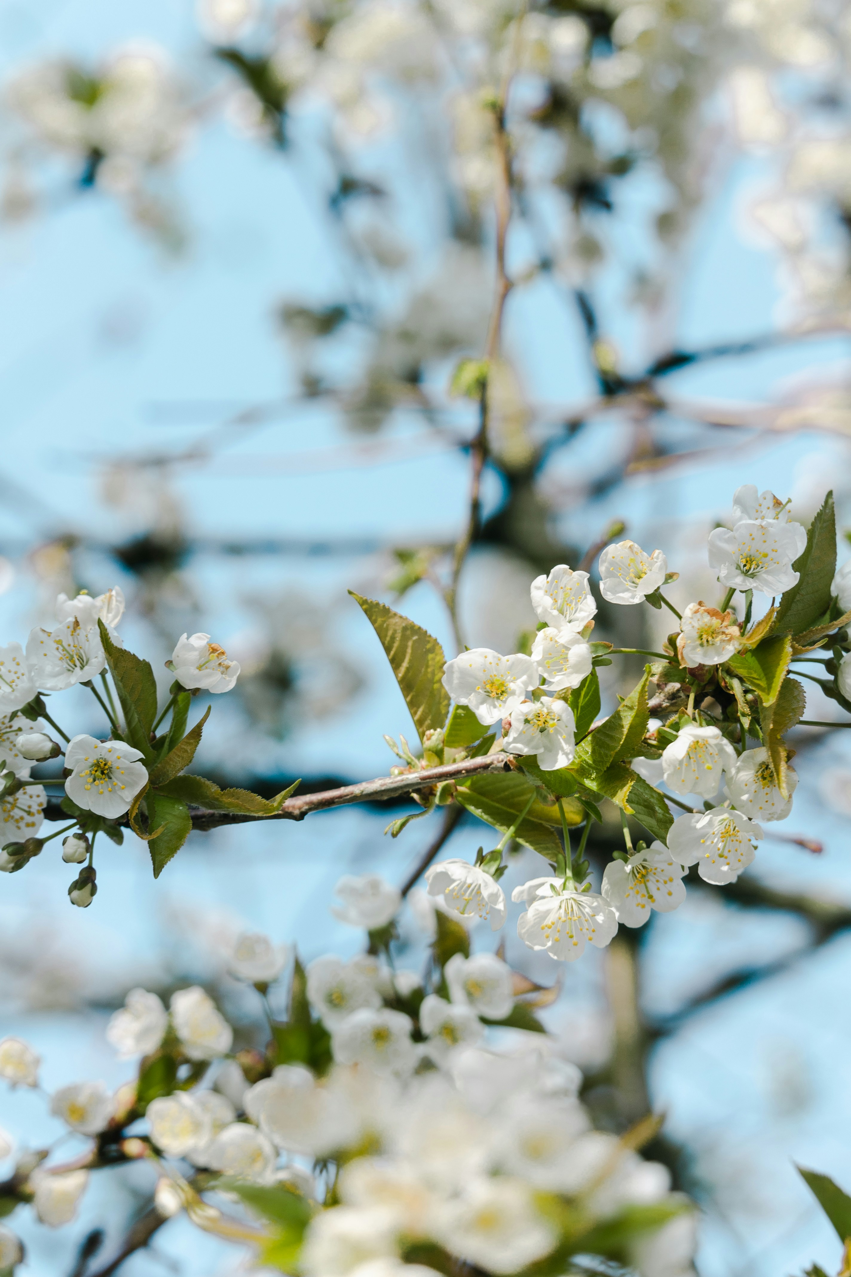 Photo by katharina_bill