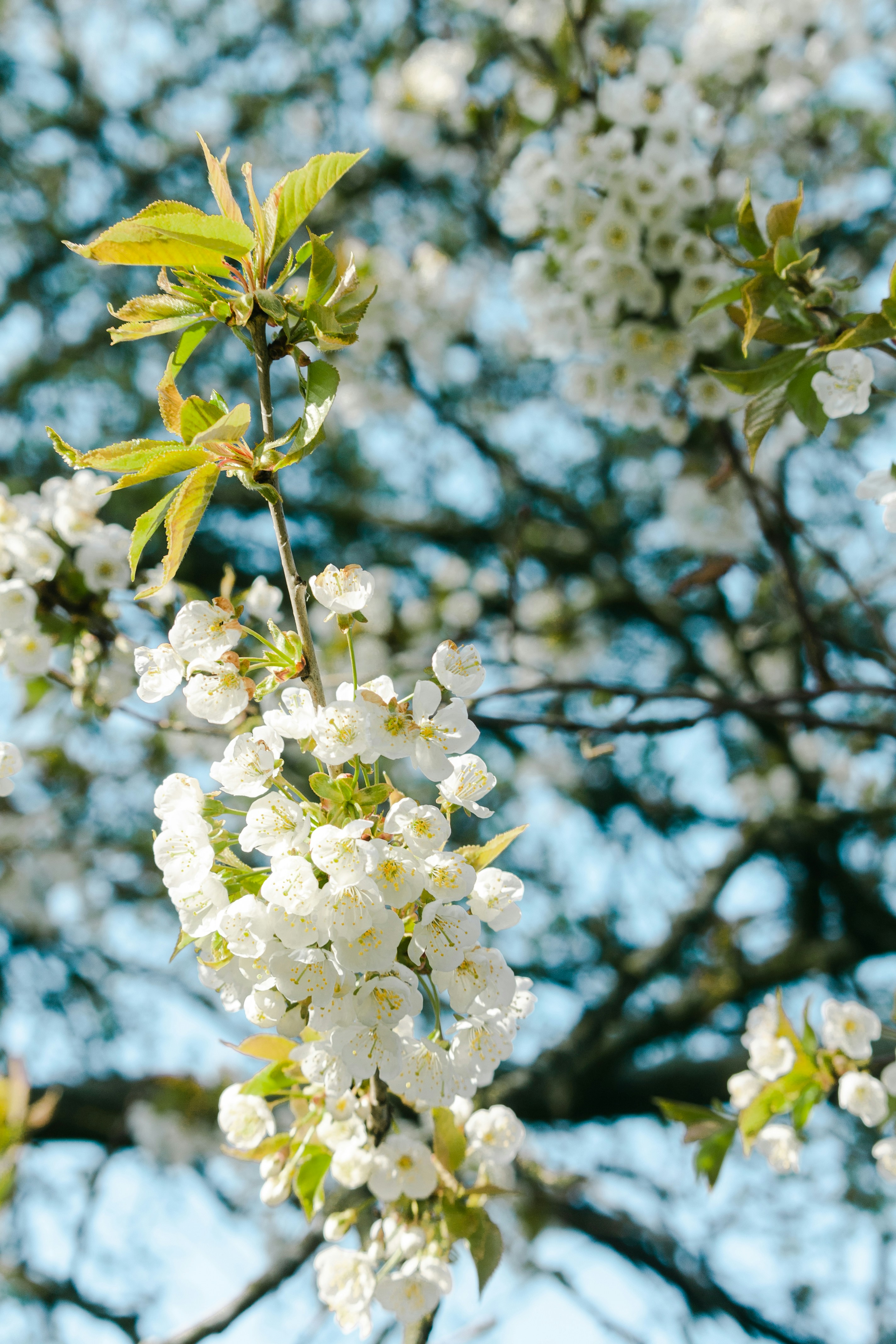 Photo by katharina_bill