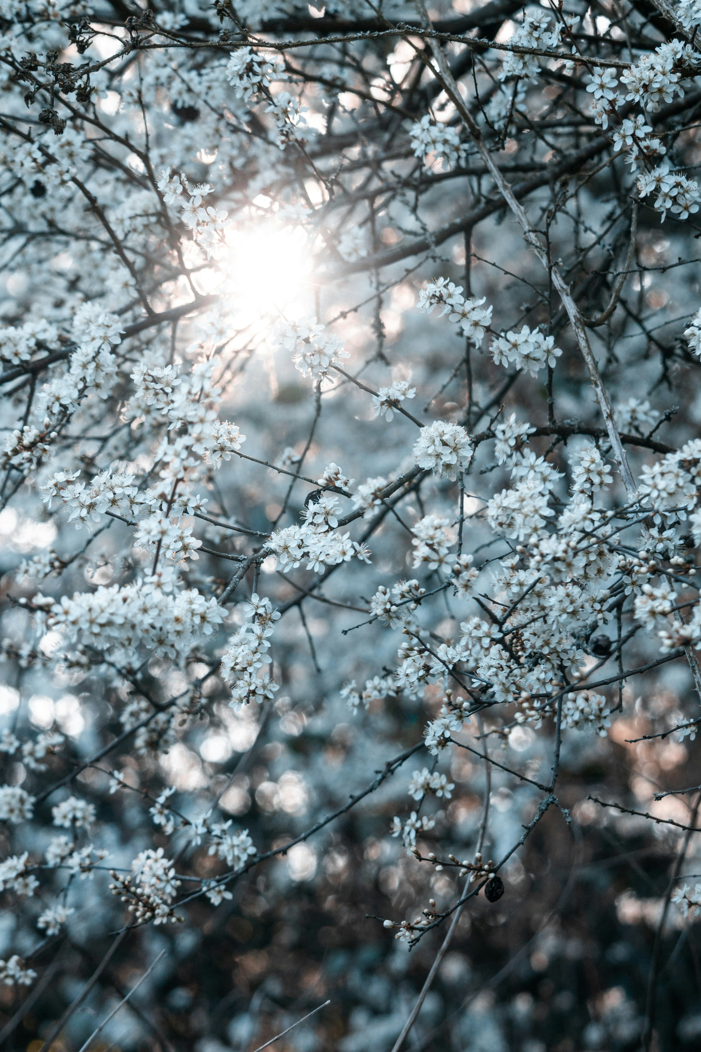 Photo by katharina_bill