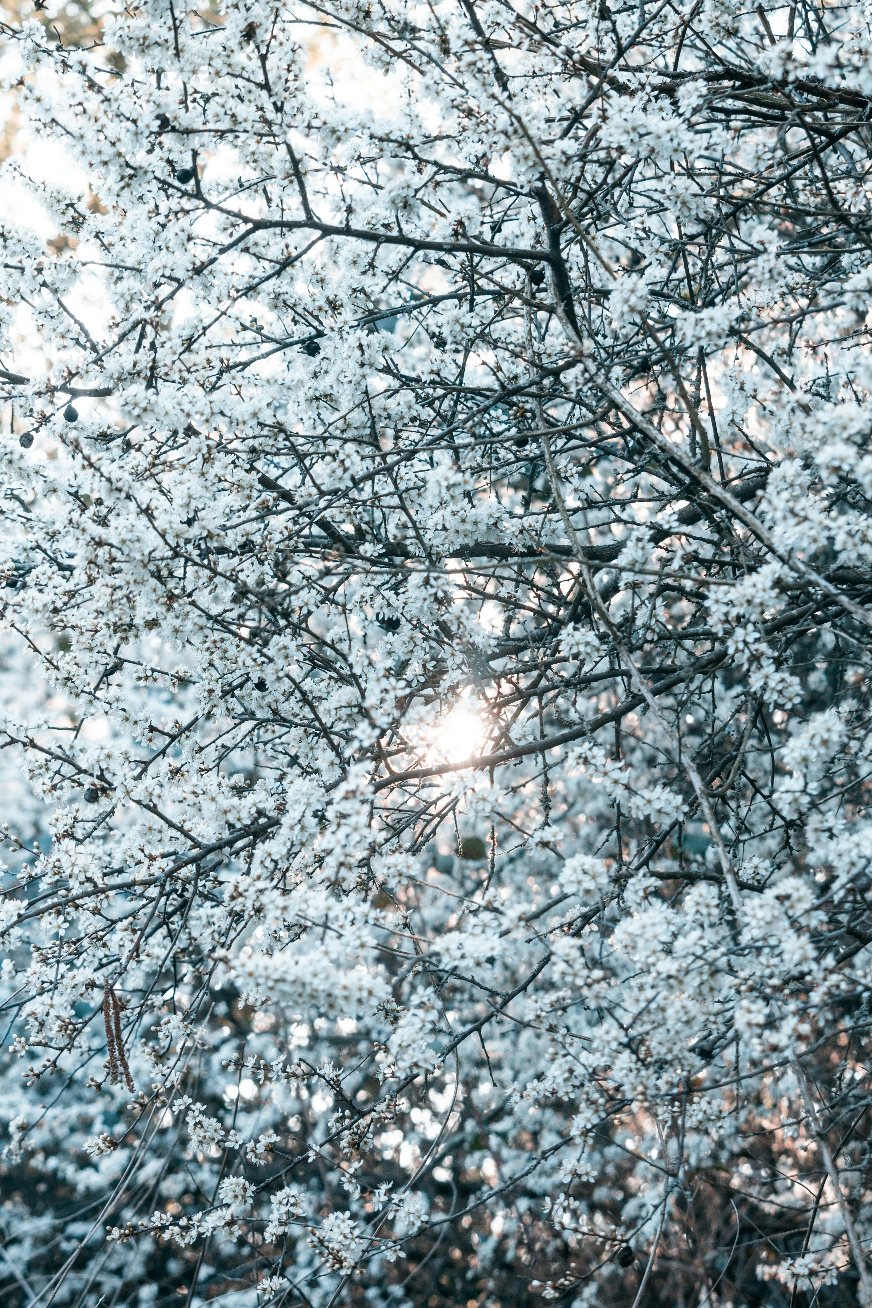 Photo by katharina_bill