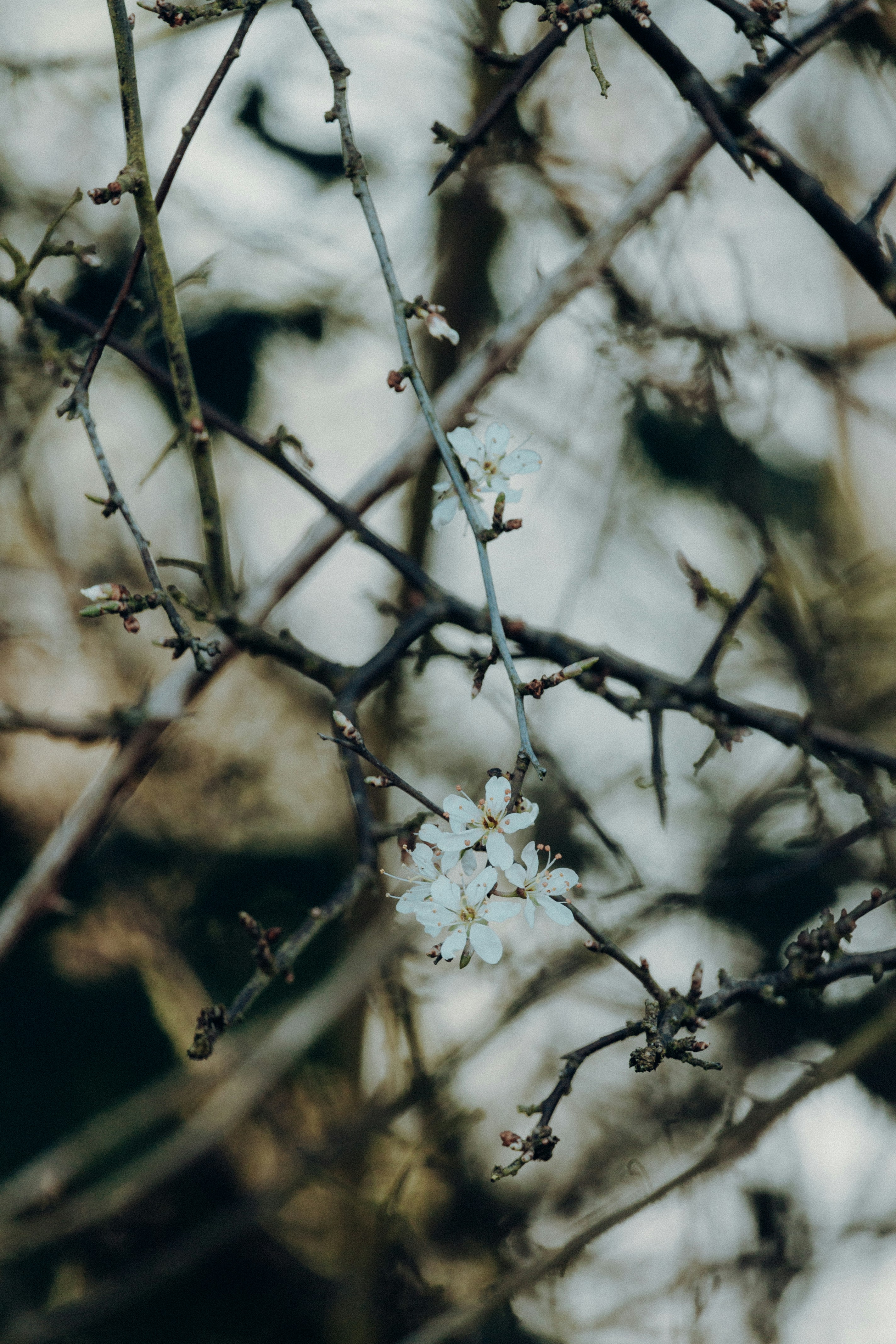 Photo by katharina_bill