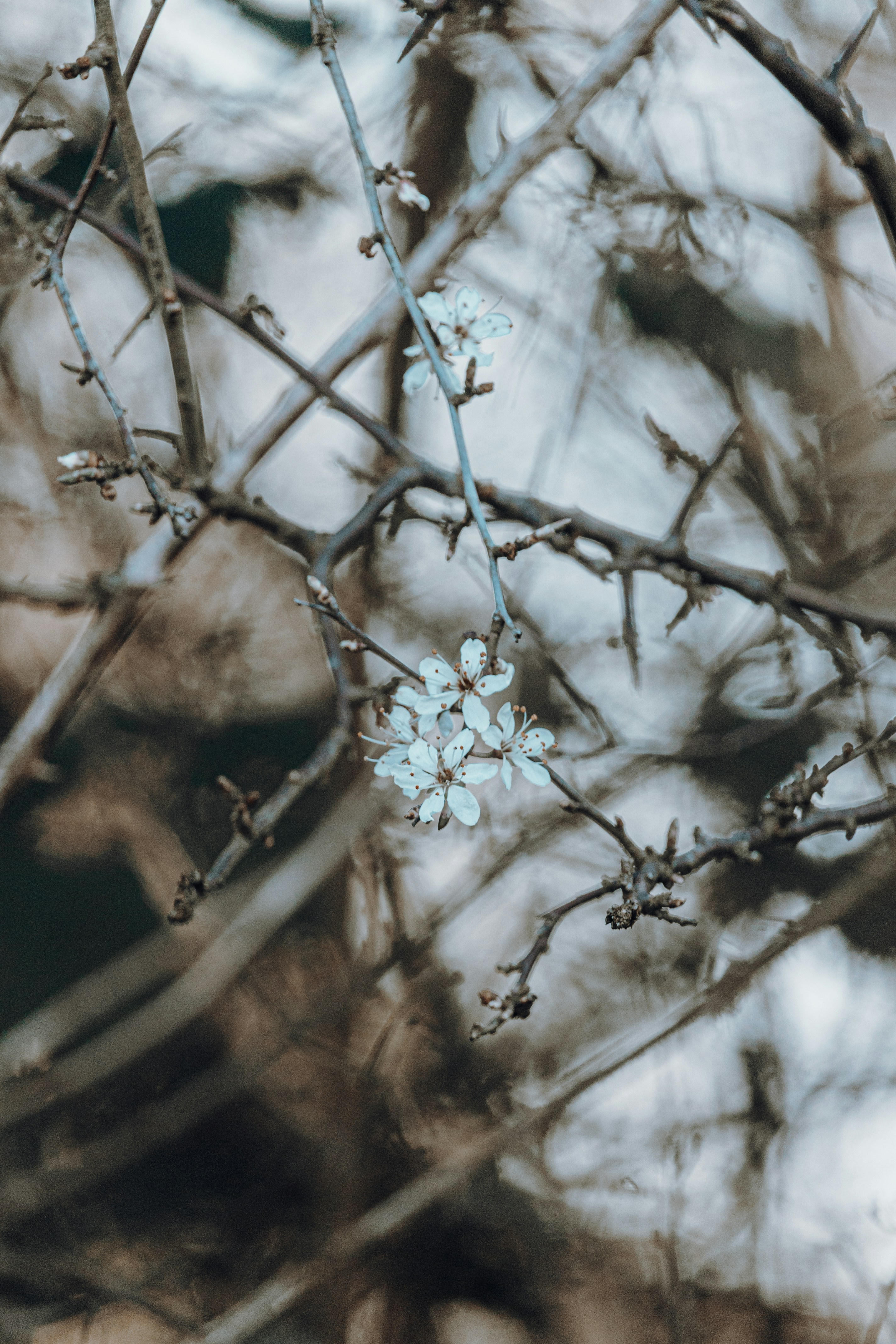 Photo by katharina_bill