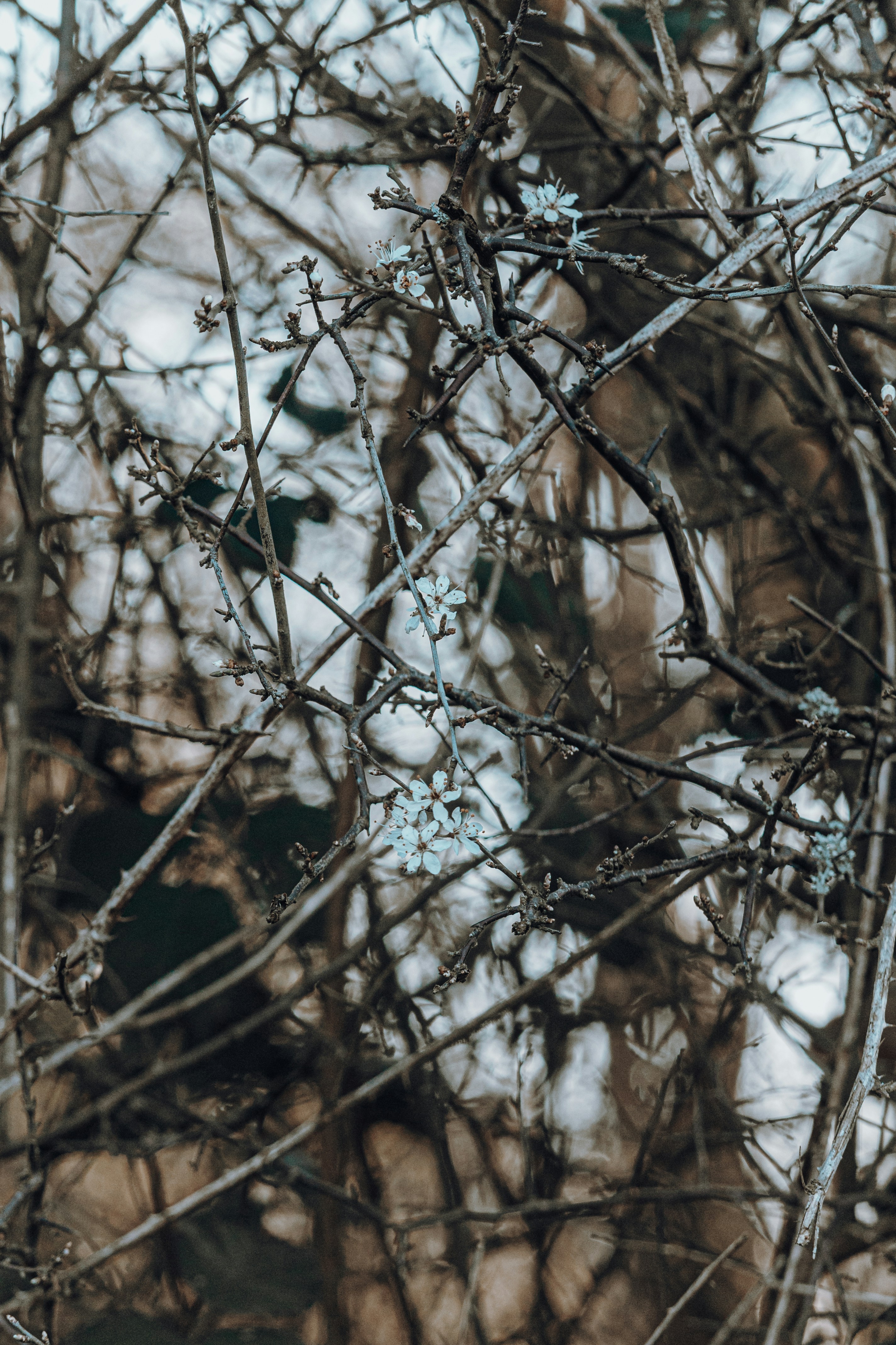 Photo by katharina_bill