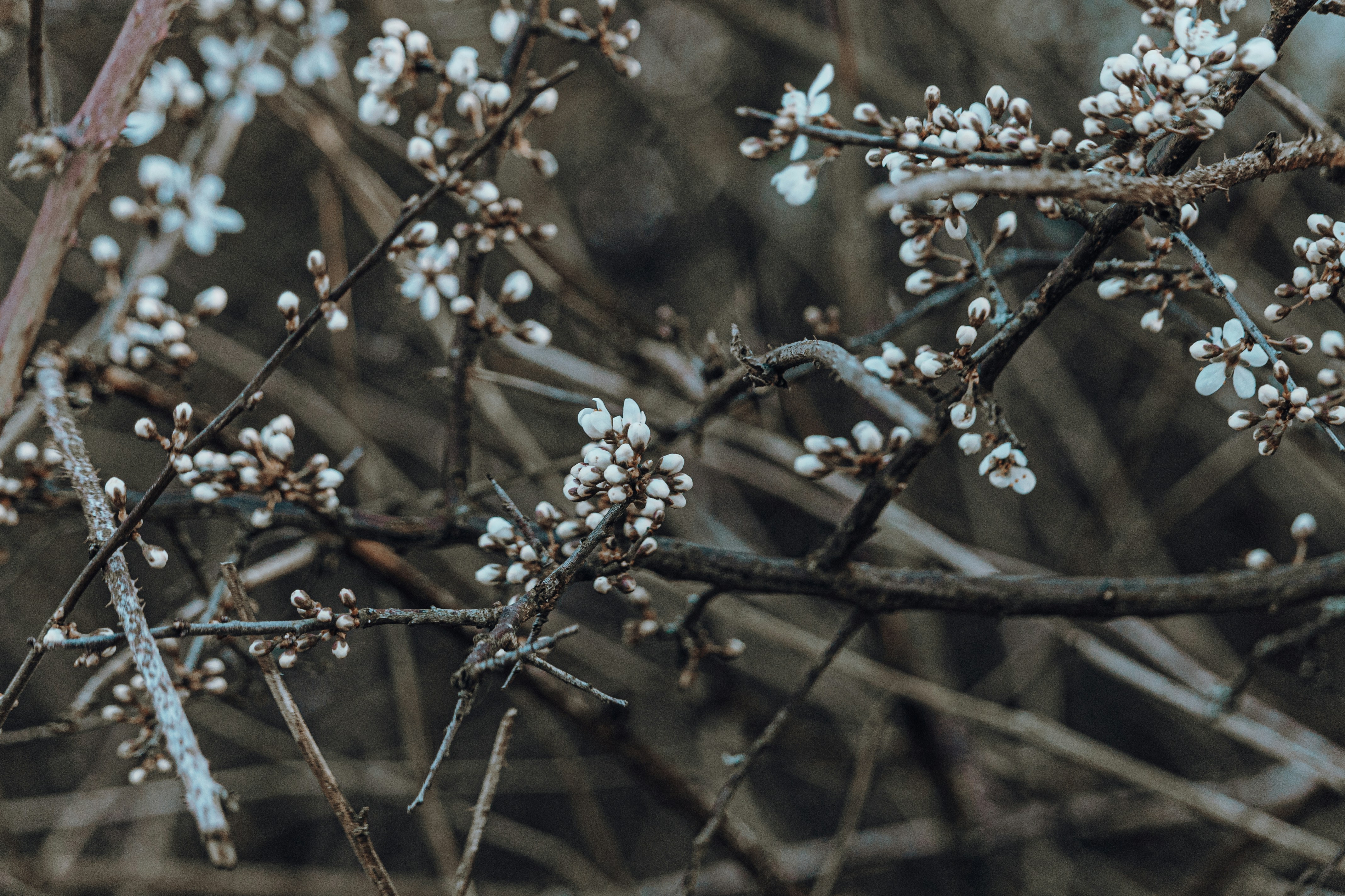 Photo by katharina_bill