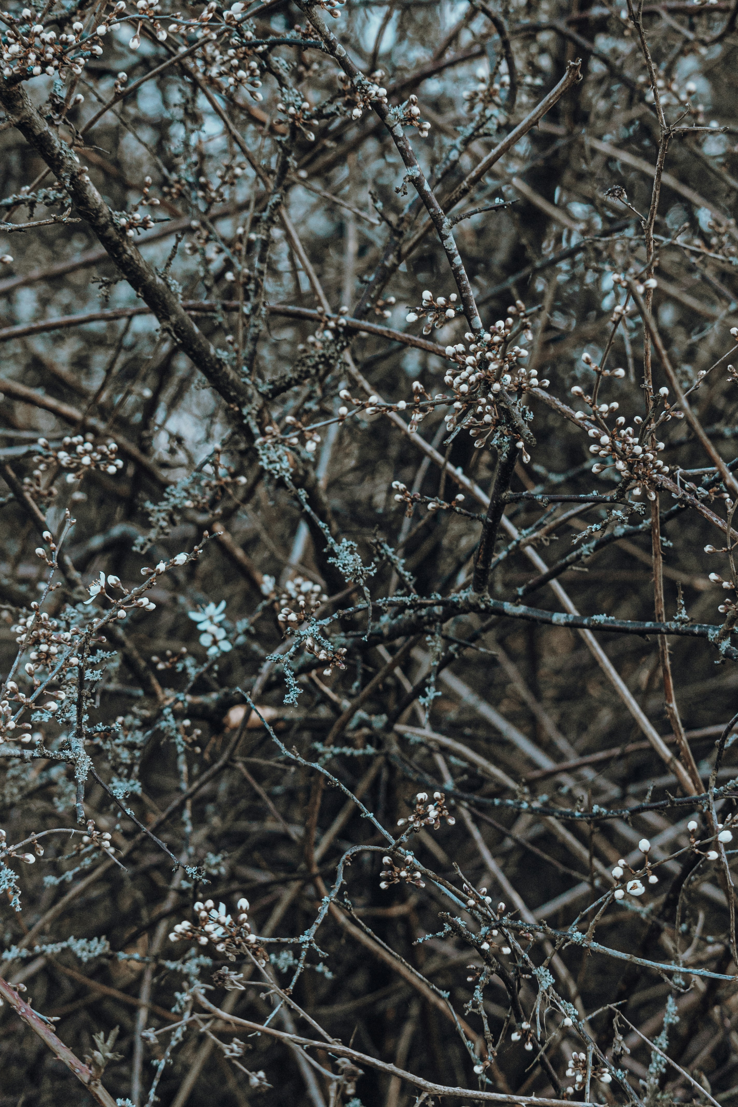 Photo by katharina_bill