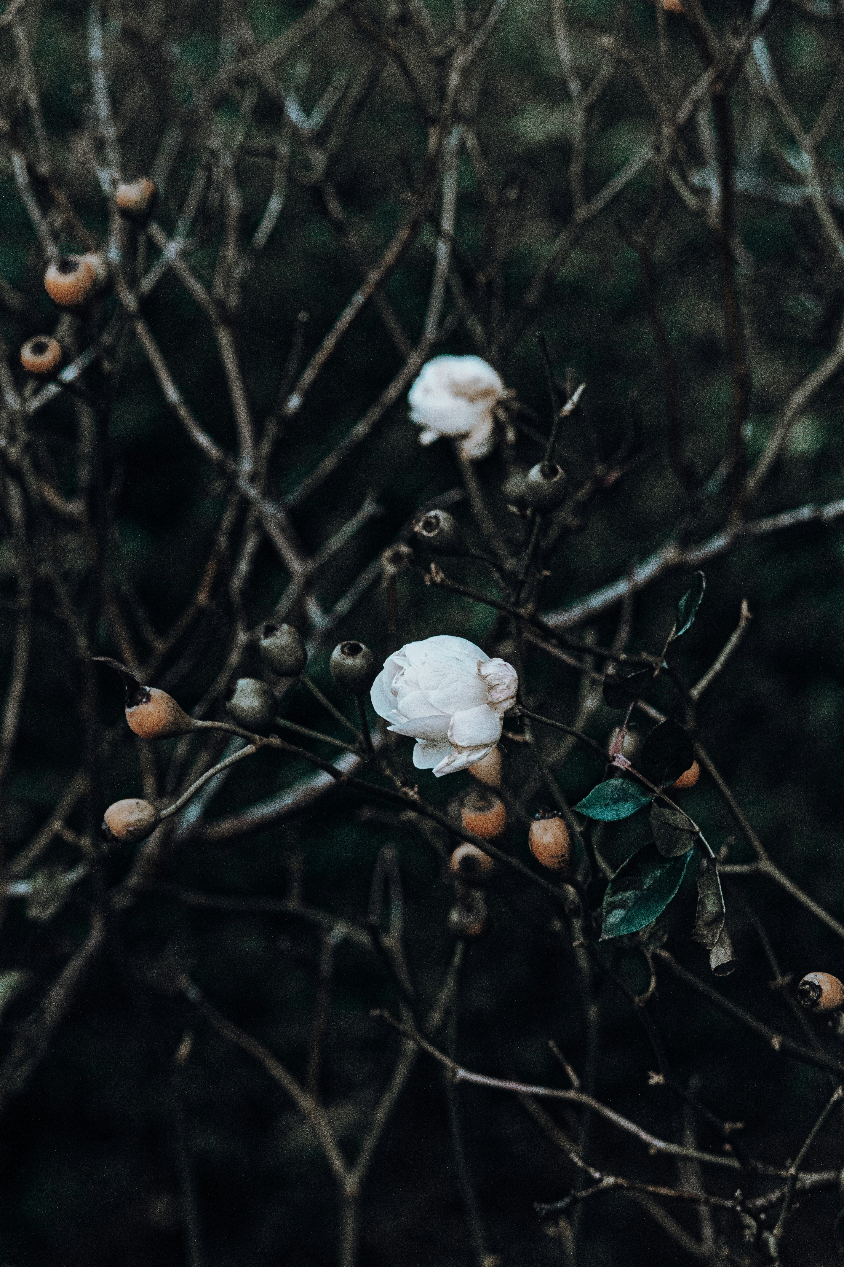 Photo by katharina_bill