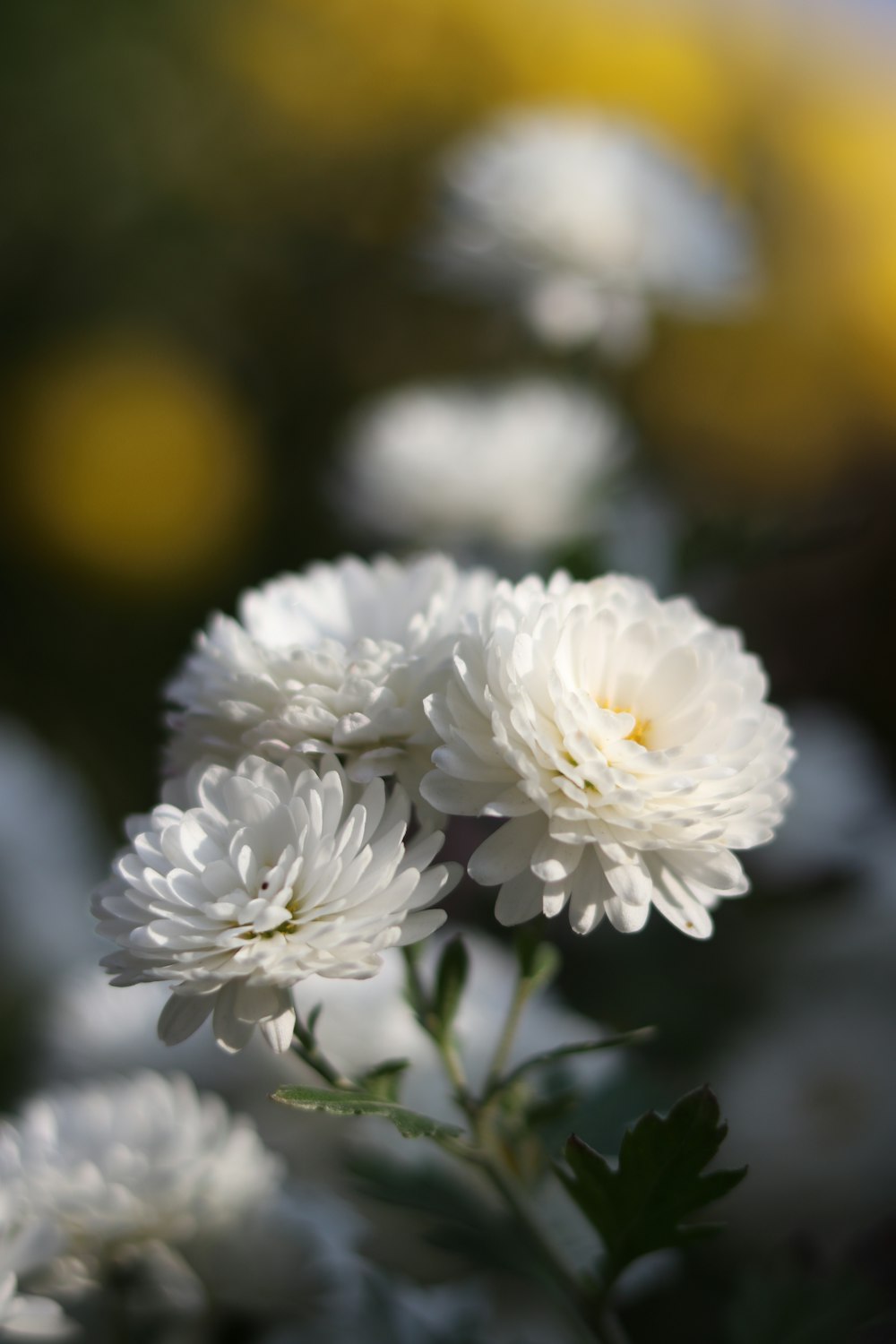 a bunch of white flowers in a field