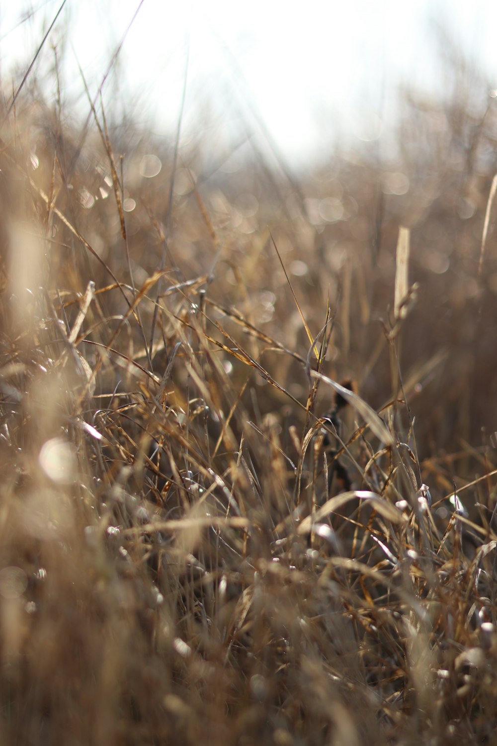 a close up of a field of grass with drops of water on it