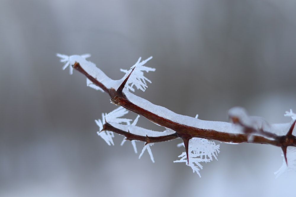 a branch with some snow on it