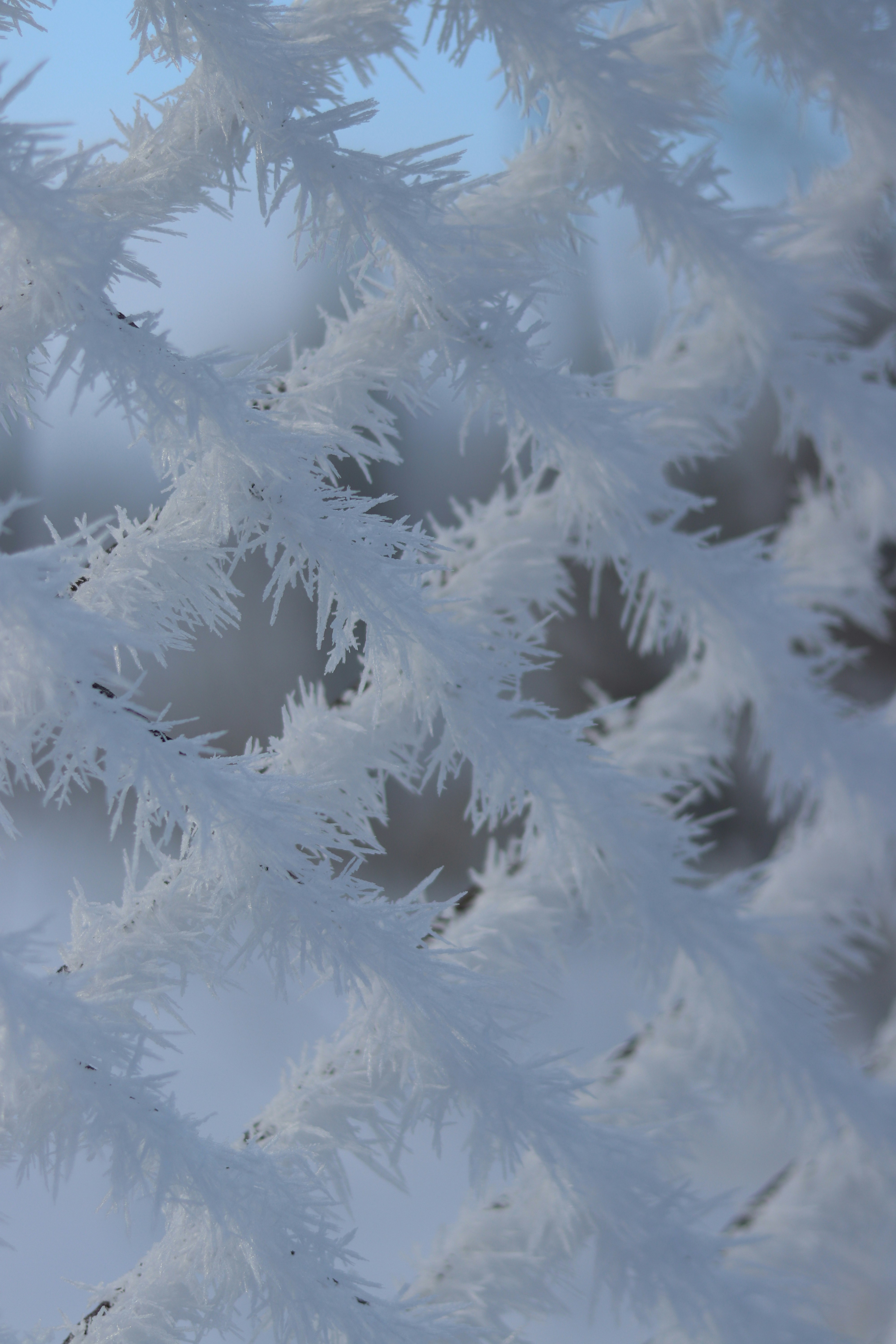 a close up of a snow covered tree branch