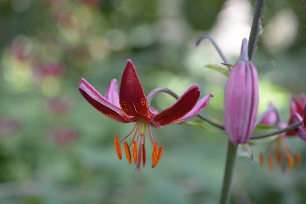 a close up of a flower with a blurry background