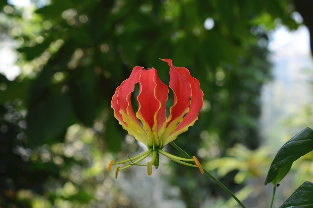 a red and yellow flower with green leaves in the background