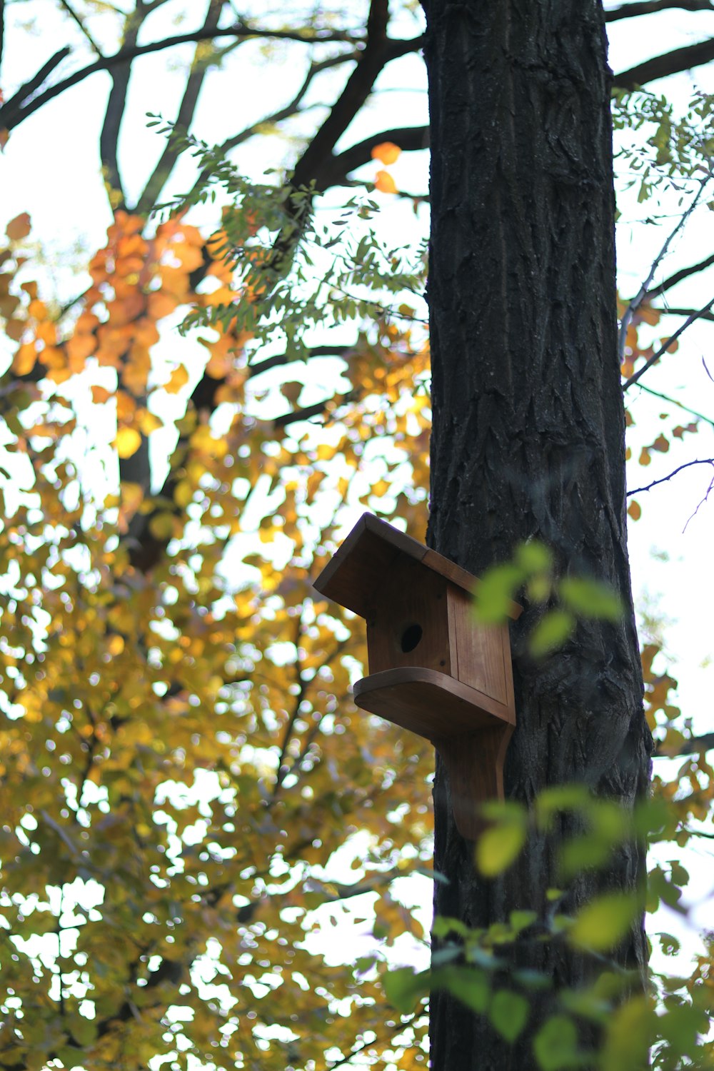 a birdhouse hanging from a tree in a forest