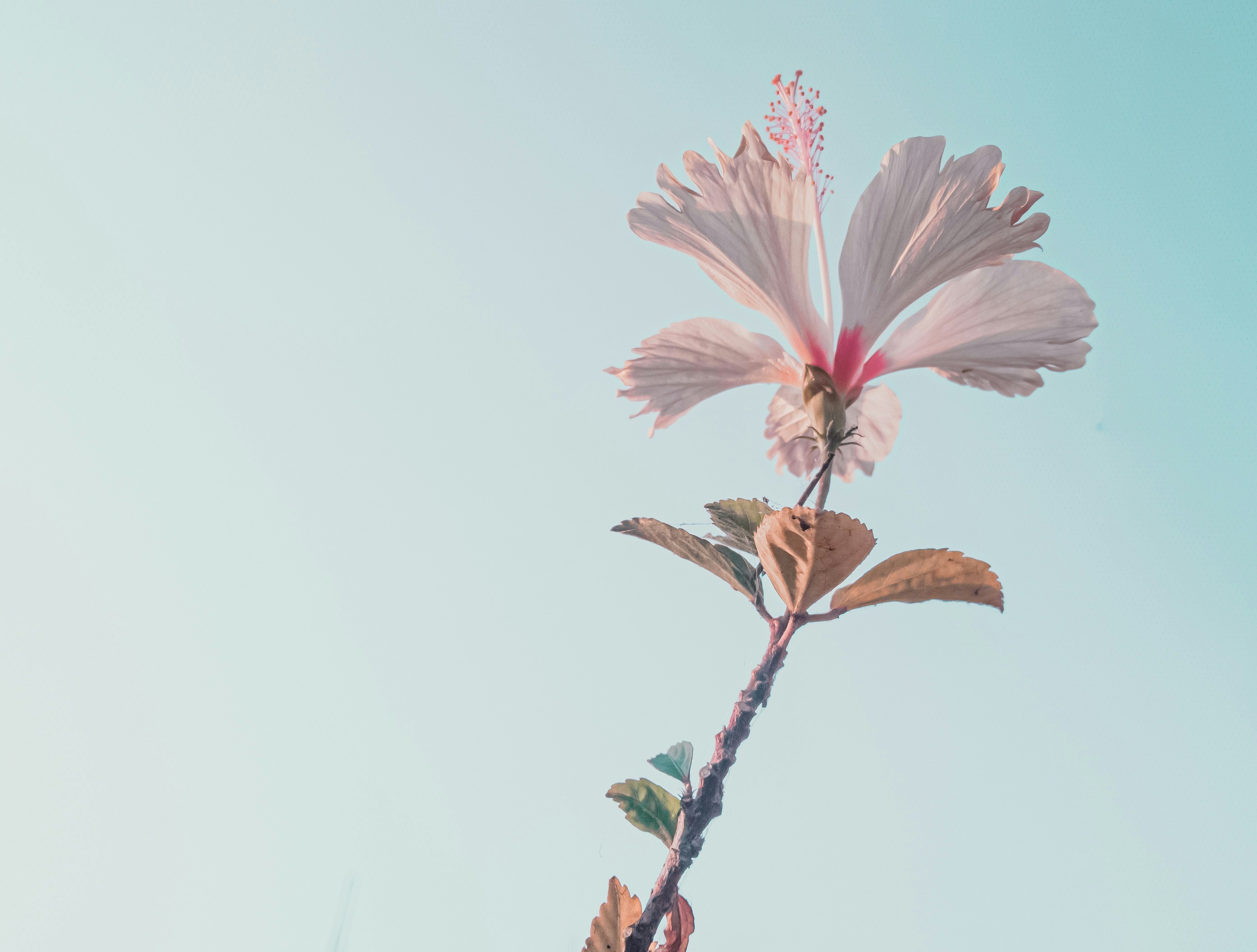 a pink flower with a blue sky in the background