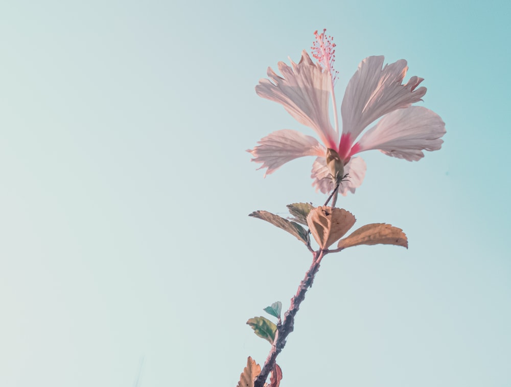 a pink flower with a blue sky in the background