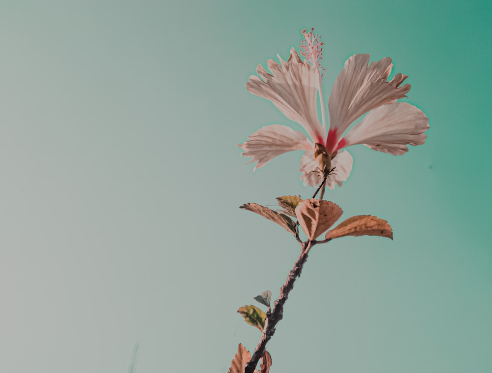 a pink flower on a stem with a sky background