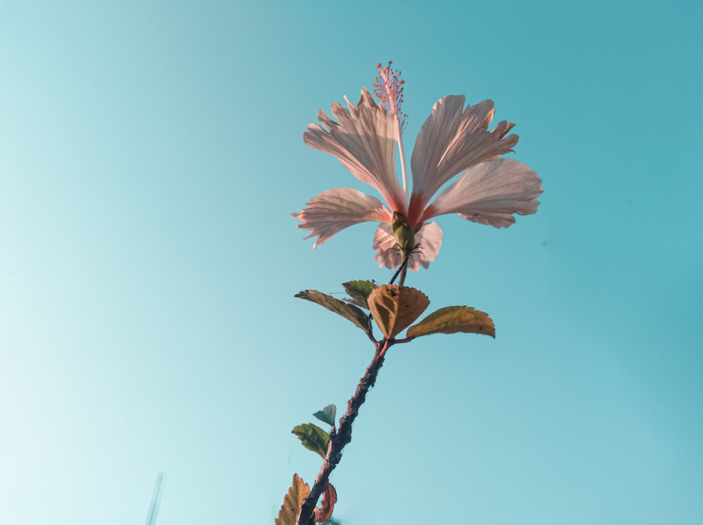 a pink flower with a blue sky in the background