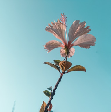 a pink flower with a blue sky in the background