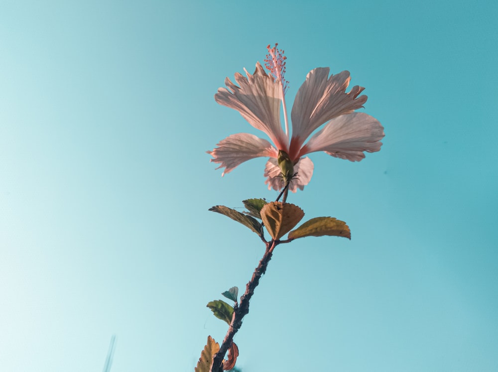 Una flor rosa con un cielo azul en el fondo