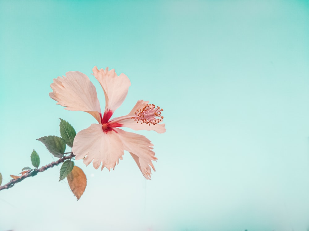 a pink flower with green leaves on a branch