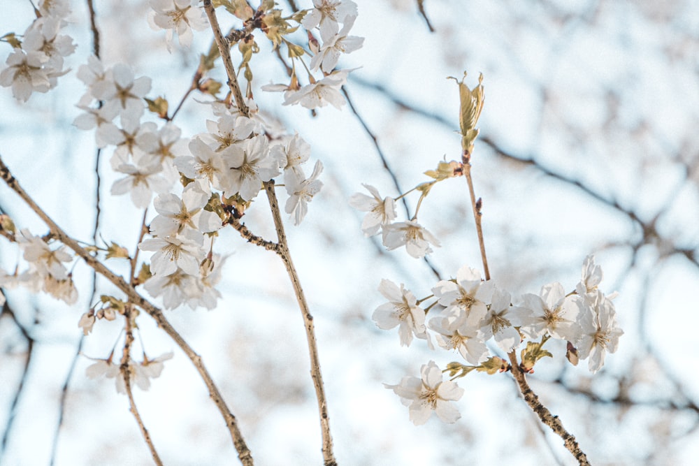 a close up of a tree with white flowers