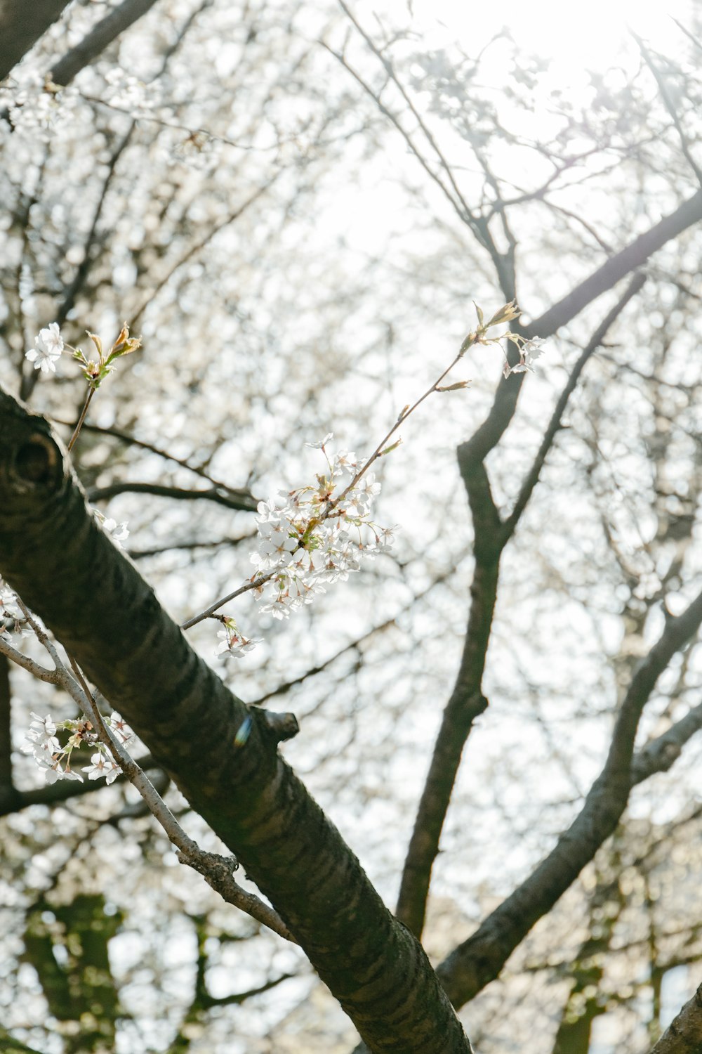 a branch of a tree with white flowers