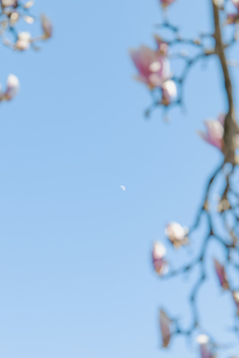 a view of a tree with a half moon in the sky