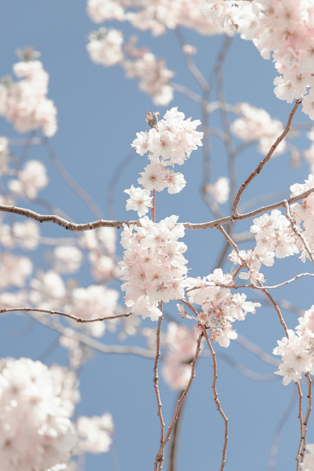 a close up of a tree with pink flowers