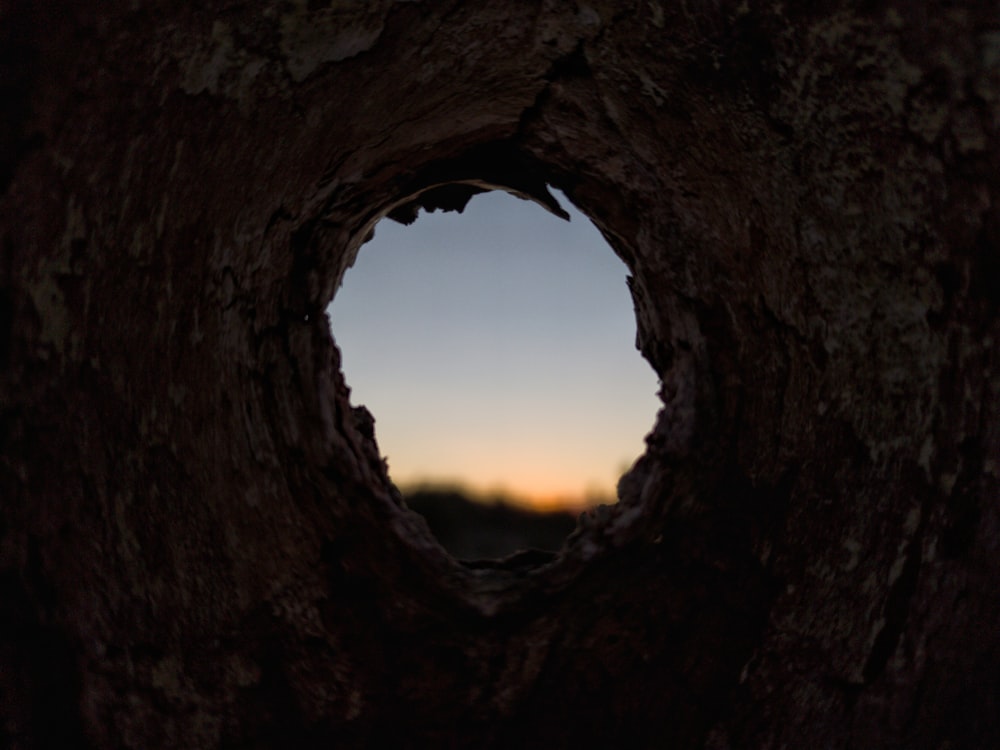 a hole in the bark of a tree