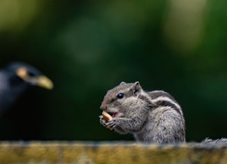 a squirrel eating a piece of food next to a bird