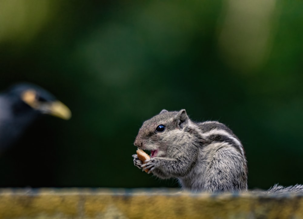 a squirrel eating a piece of food next to a bird