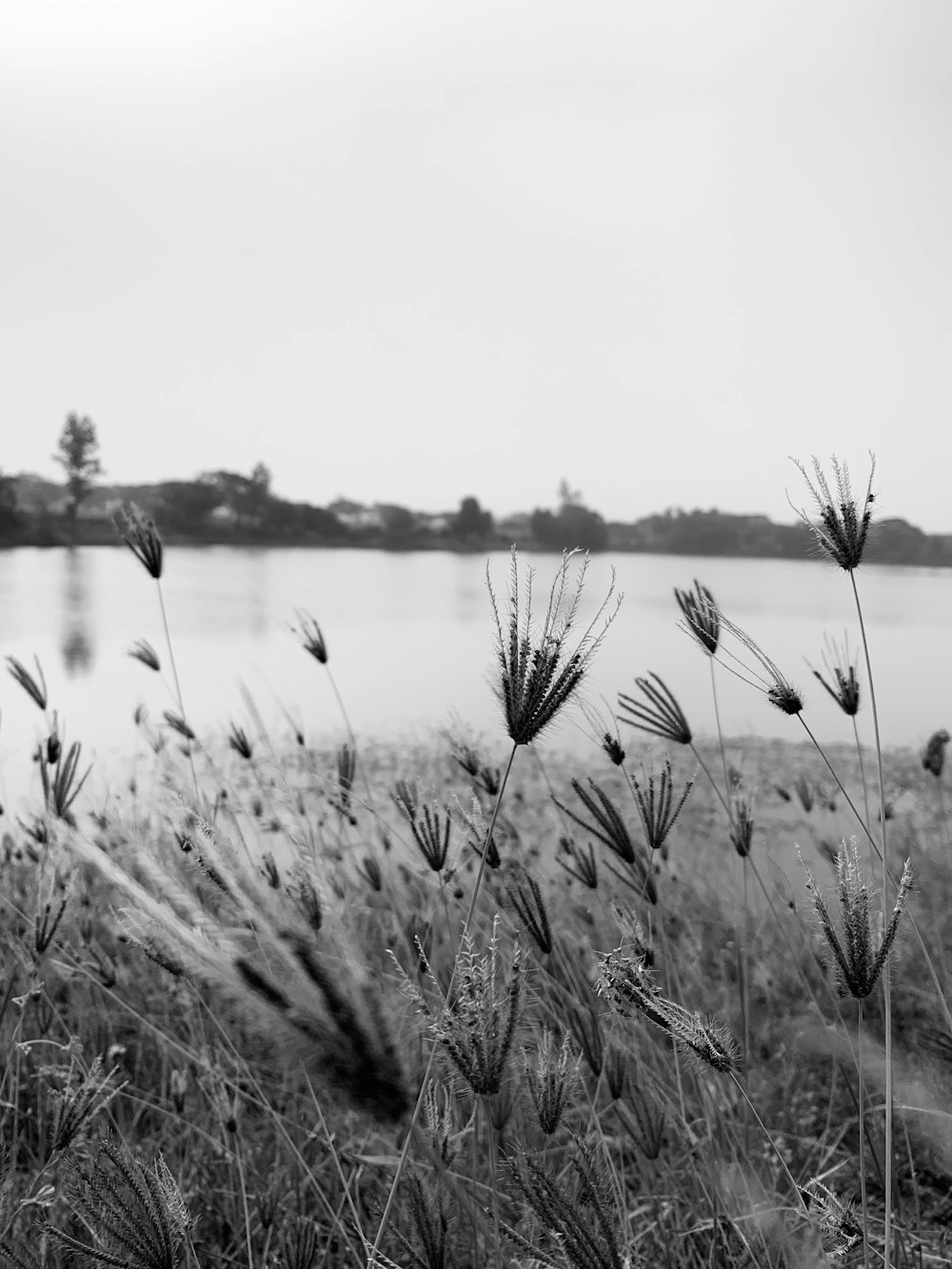 a black and white photo of a field with water in the background