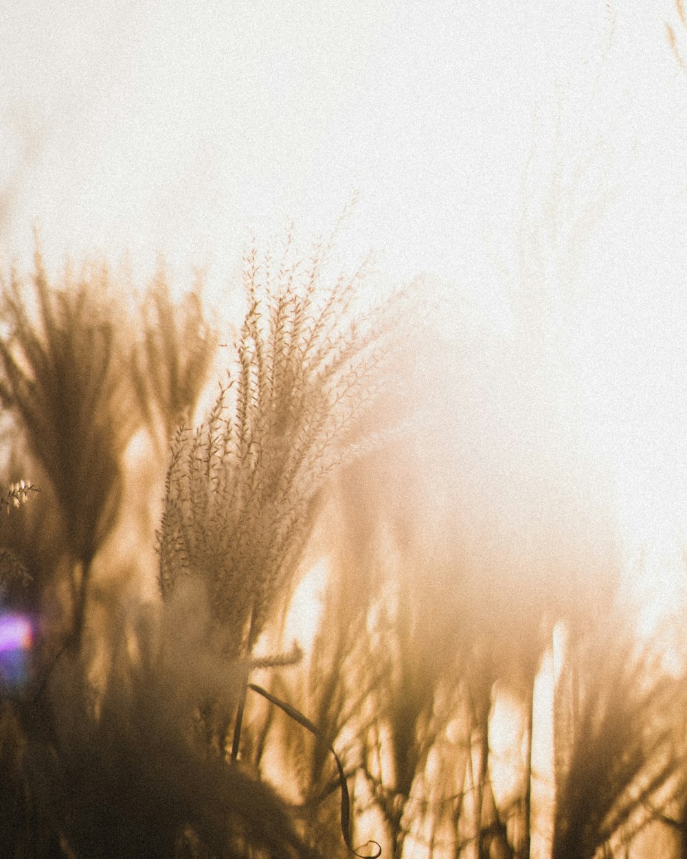 a close up of a bunch of grass