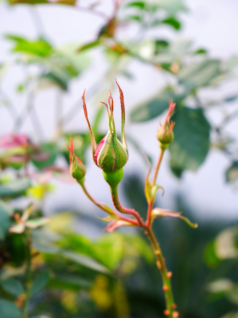 a close up of a flower on a plant