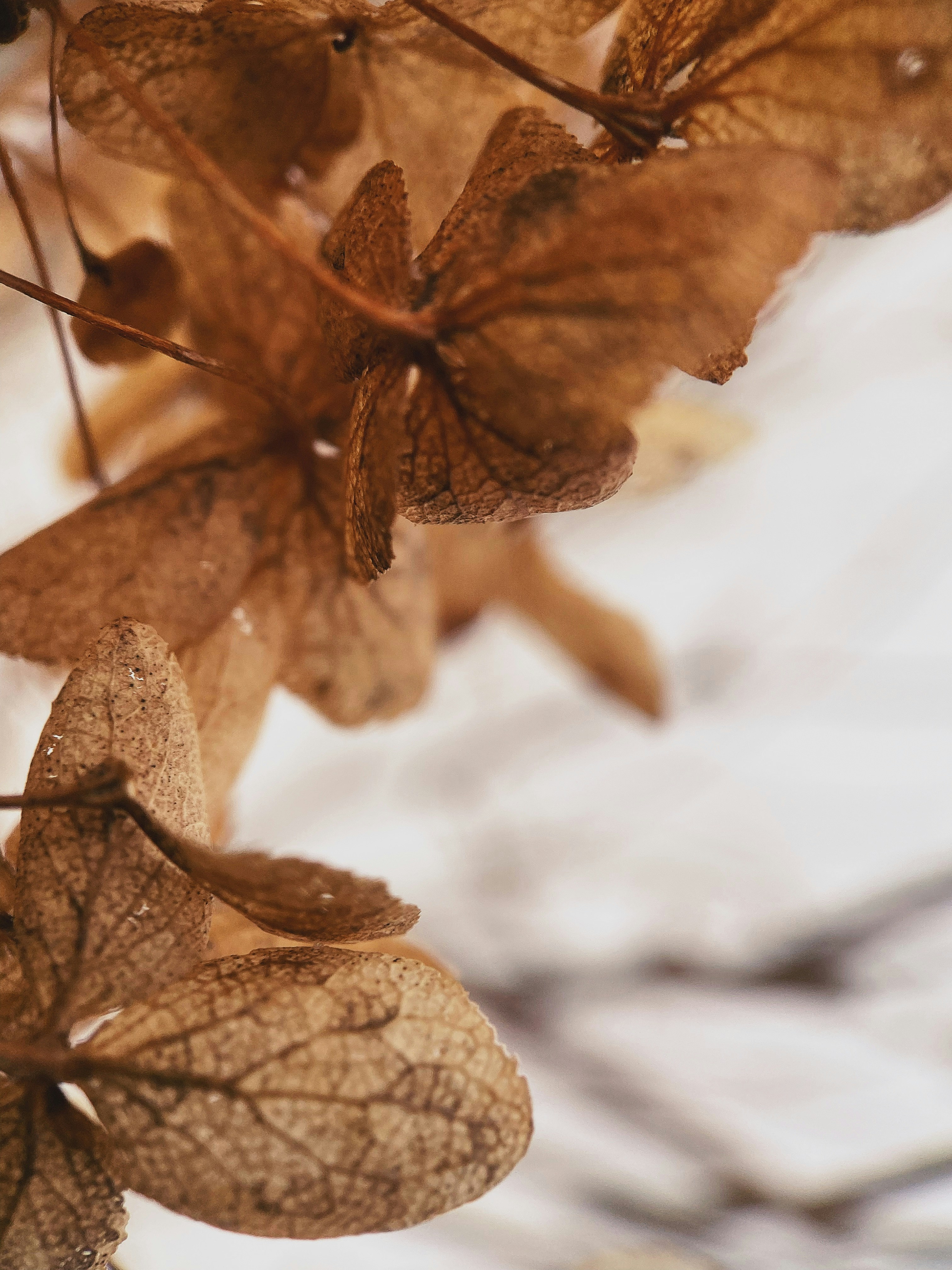 Photo by saswata_dash