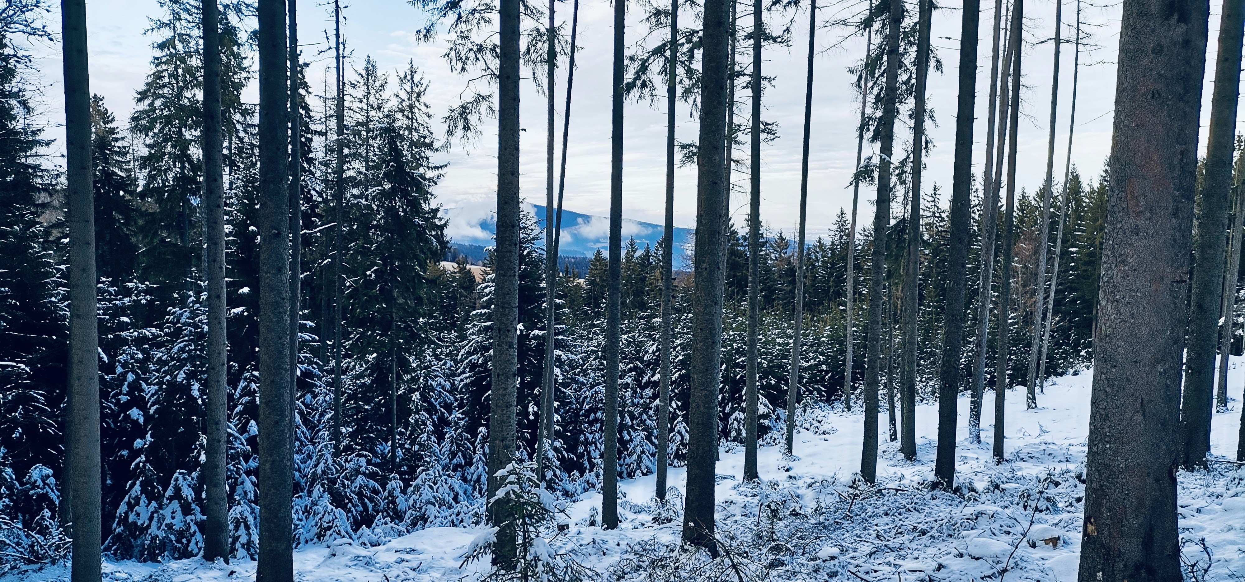 a forest filled with lots of trees covered in snow