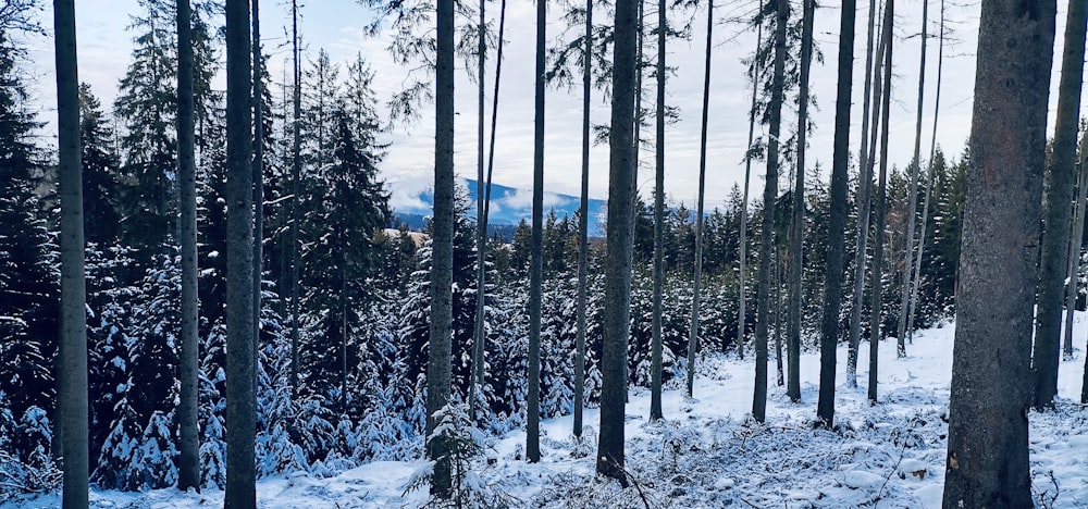 Una foresta piena di molti alberi coperti di neve