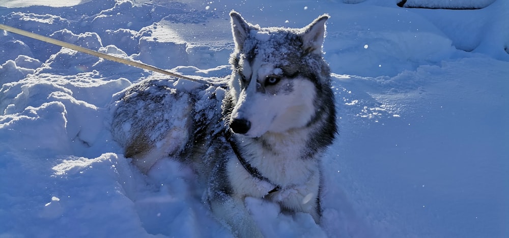 a dog that is standing in the snow