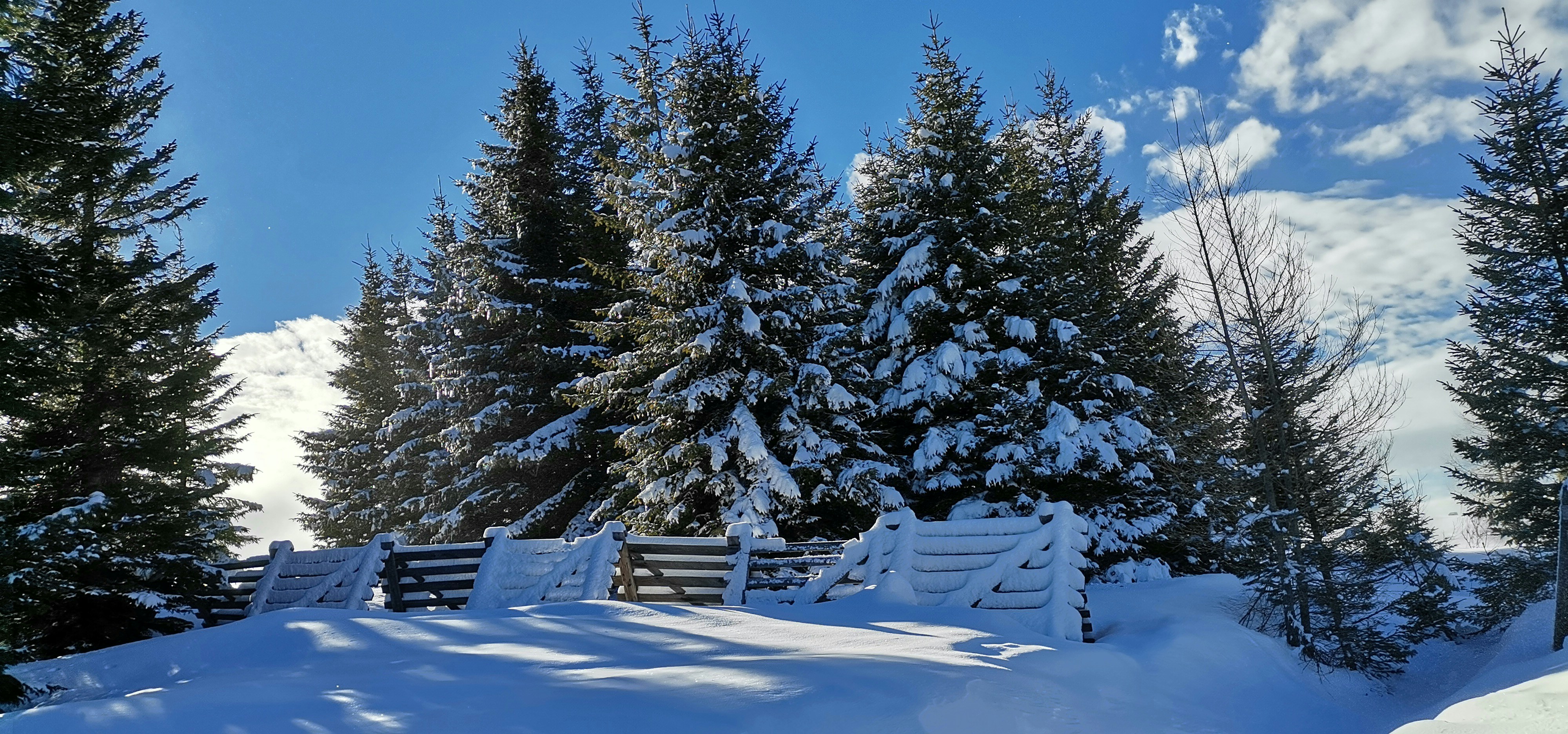a snow covered hillside with trees and a bench