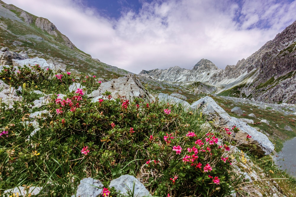pink flowers growing on the side of a mountain