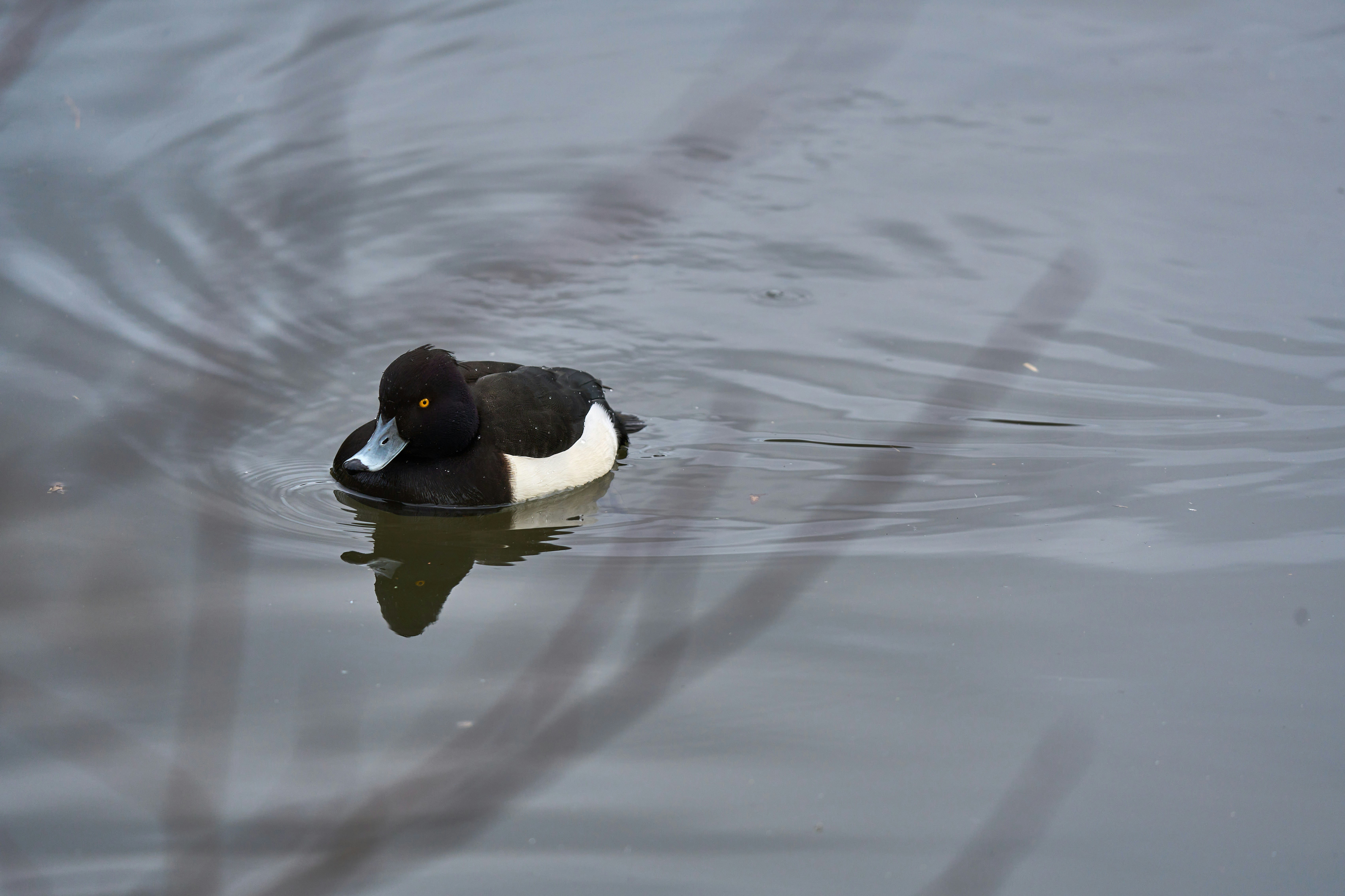 Photo by wolfgang_hasselmann