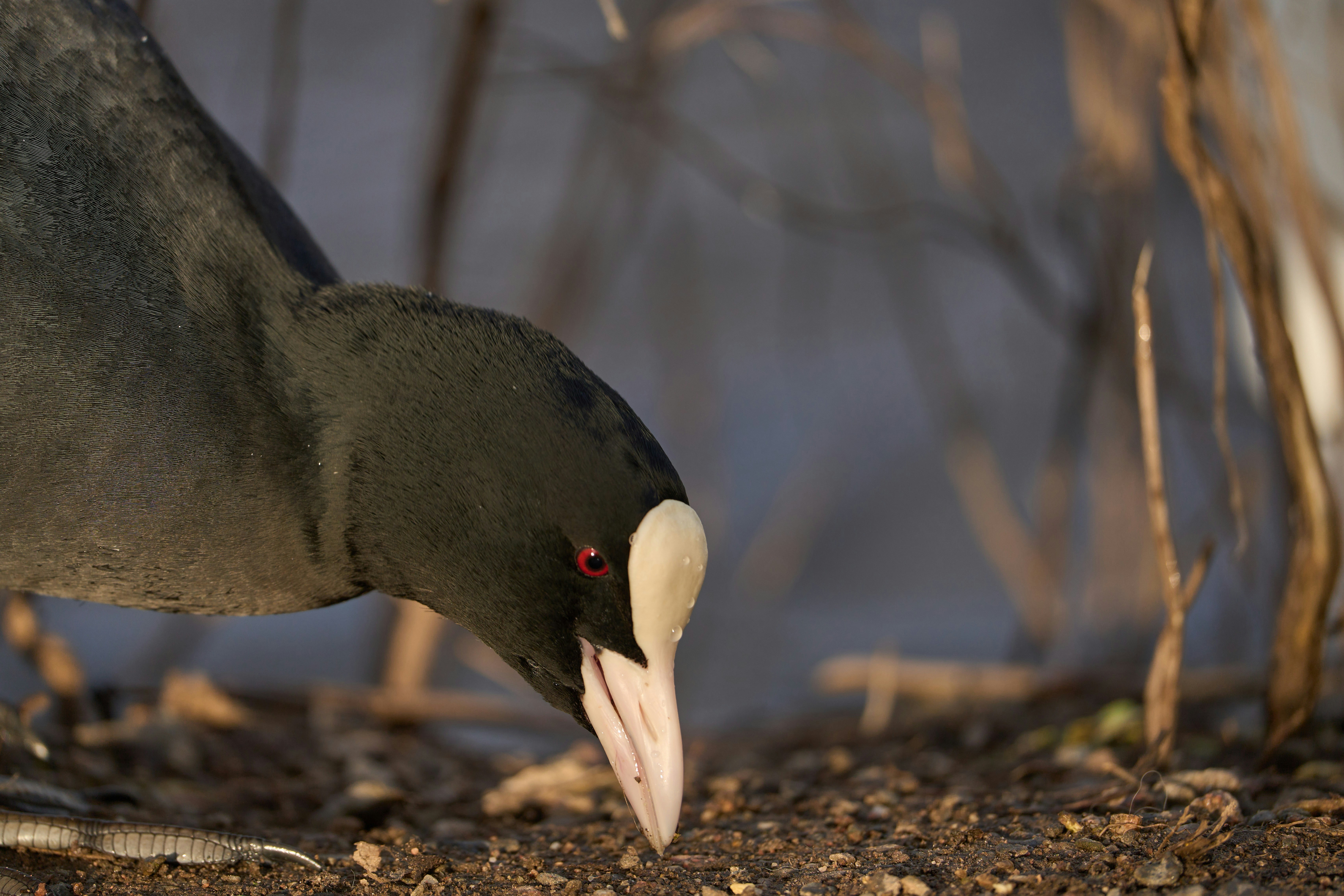 Photo by wolfgang_hasselmann