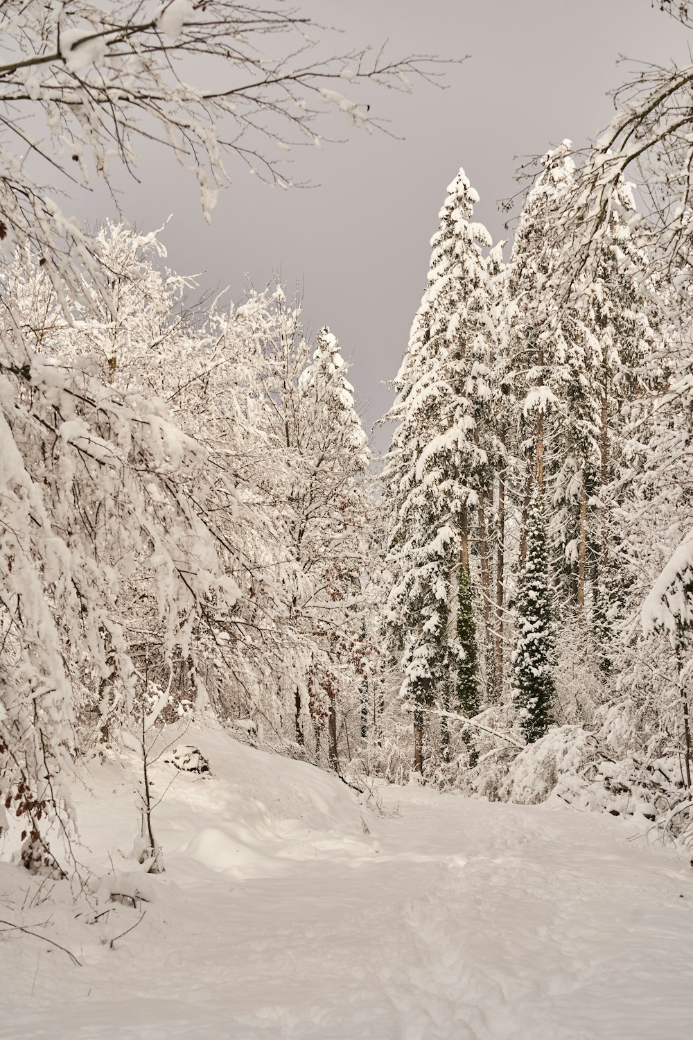 a person riding skis on a snowy surface