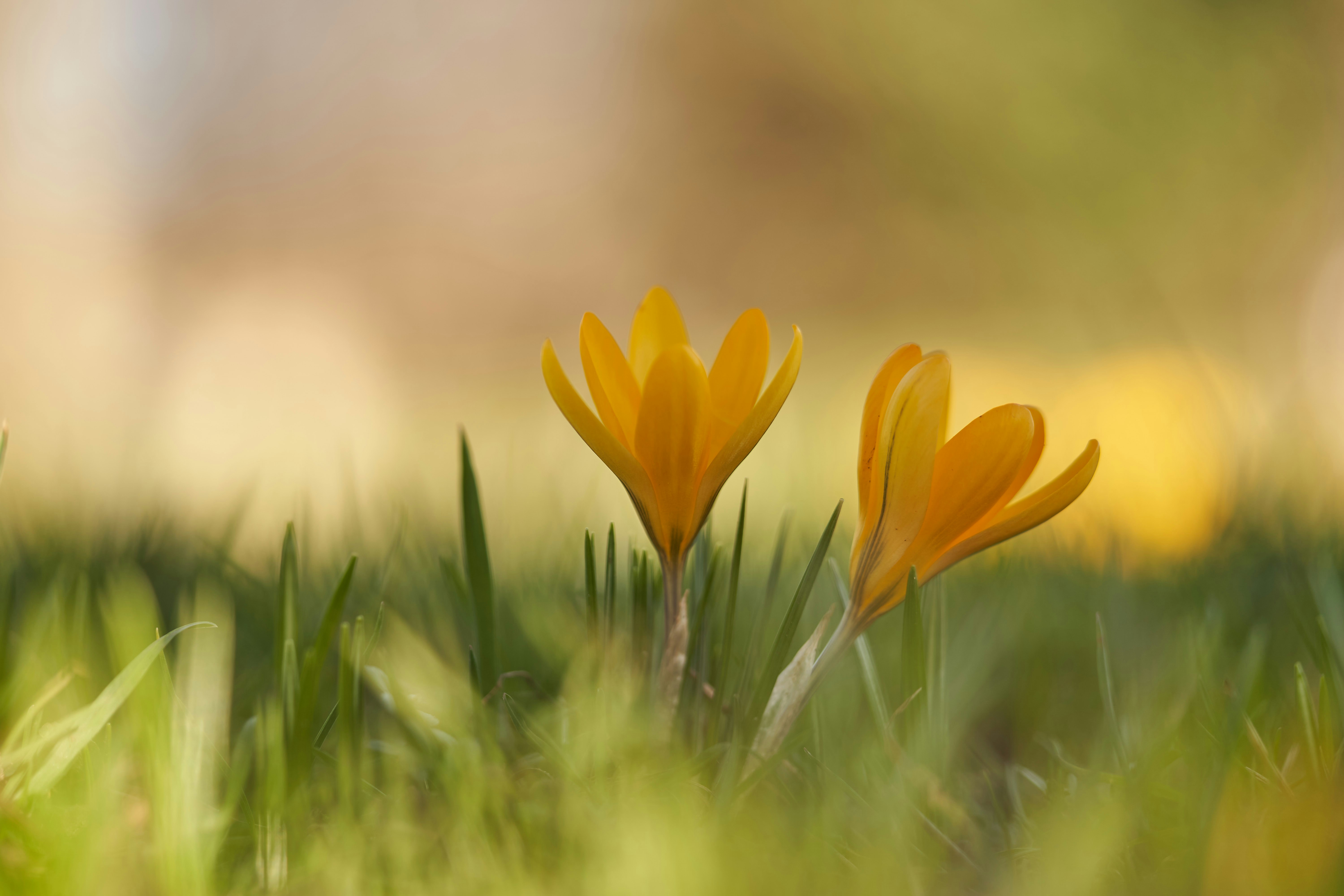 Photo by wolfgang_hasselmann