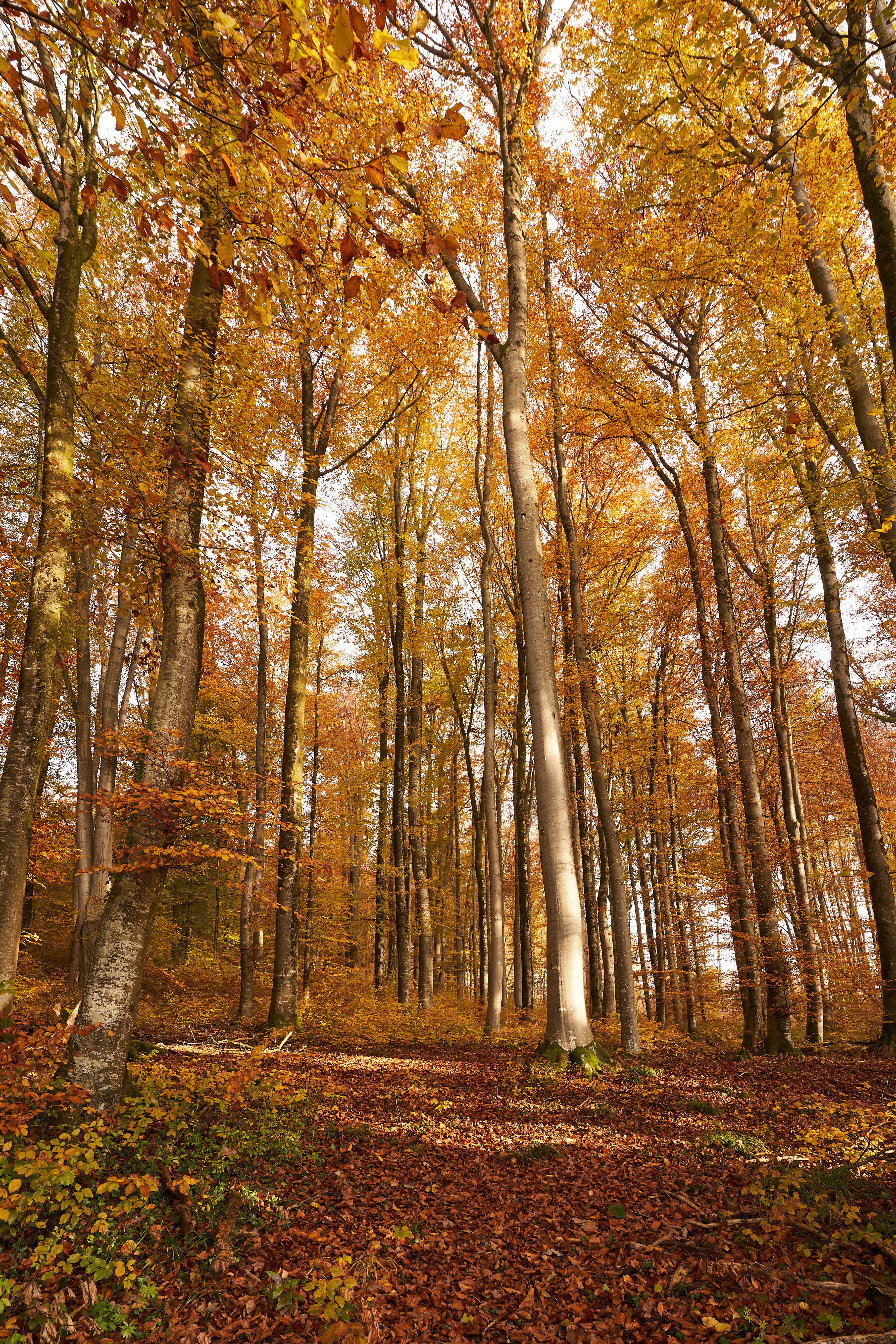 Photo by wolfgang_hasselmann