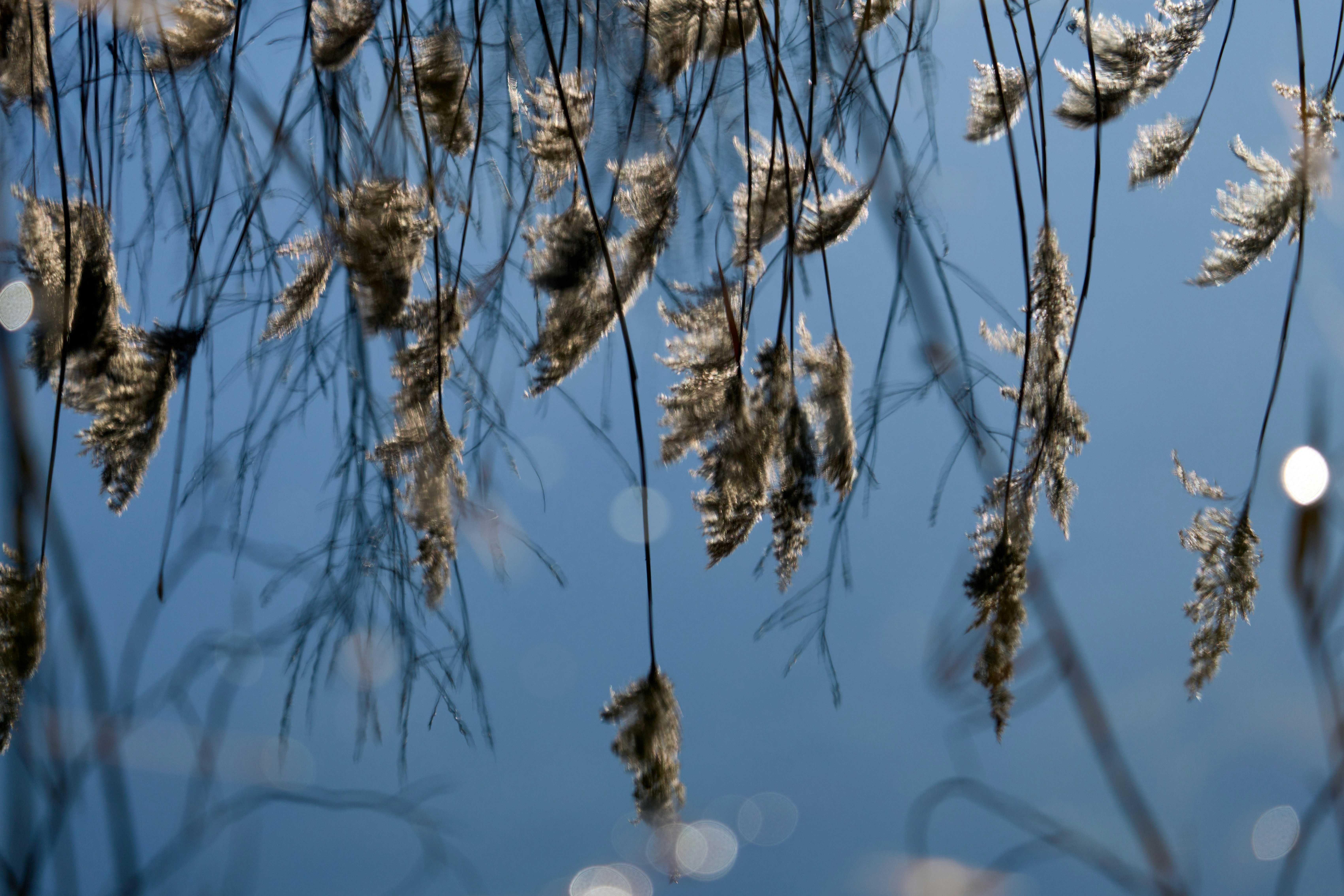 Photo by wolfgang_hasselmann