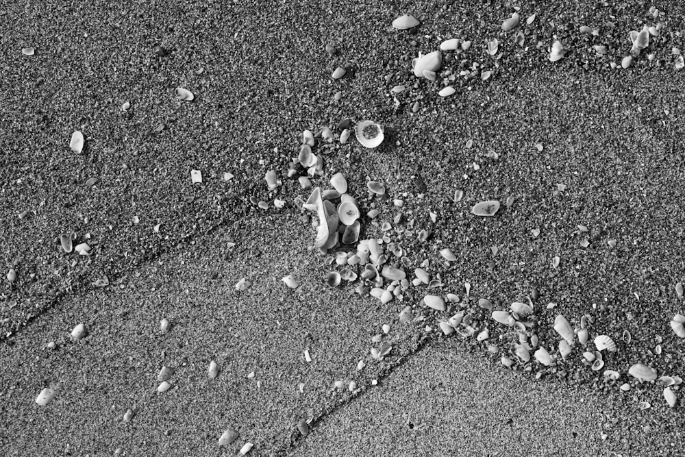 a black and white photo of shells and sand