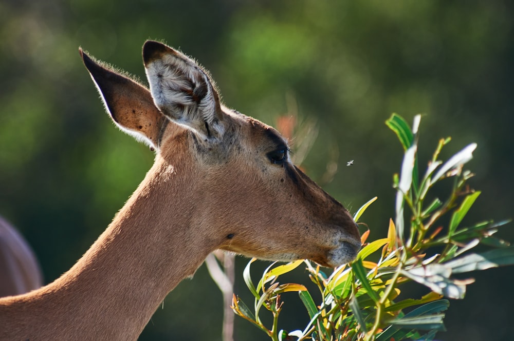a close up of a deer eating leaves off a tree